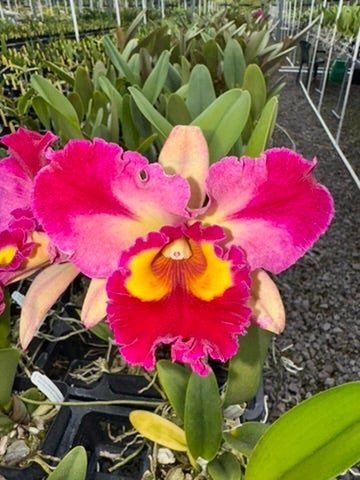 111 タケノコラン　Clowesia 'Queen Canon (OG) 111 タケノコラン Clowesia 'Queen Canon (OG)