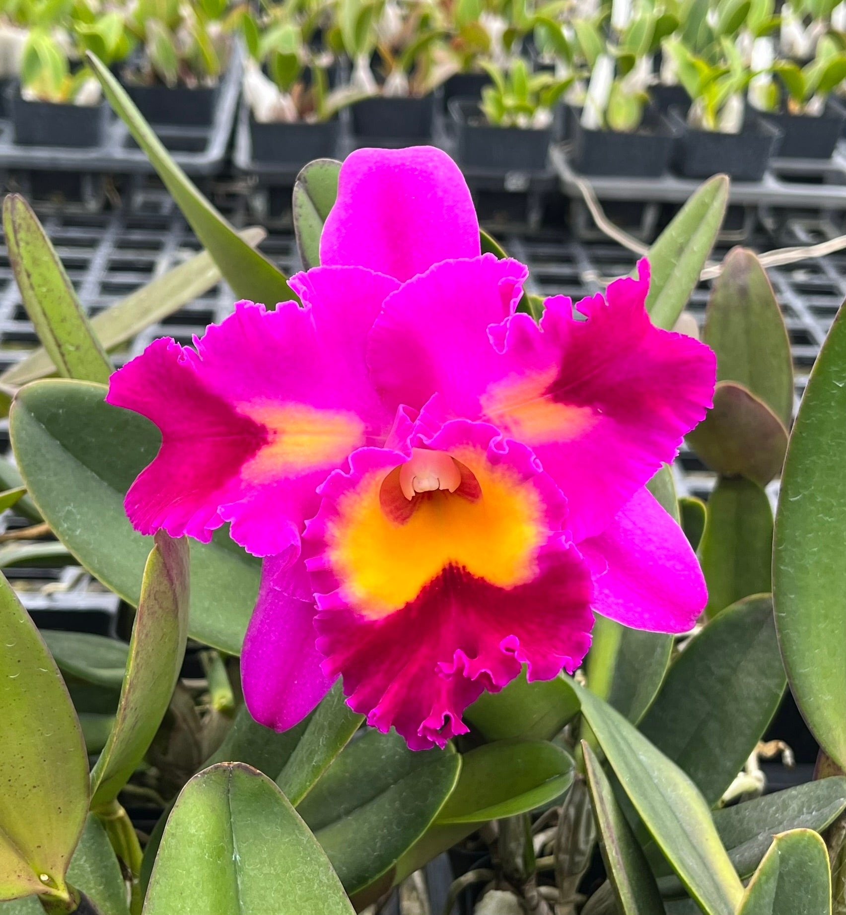 Pot. Rep. Clift Tsuji 'Hawaii' (Pot. Hawaiian Charisma x Blc