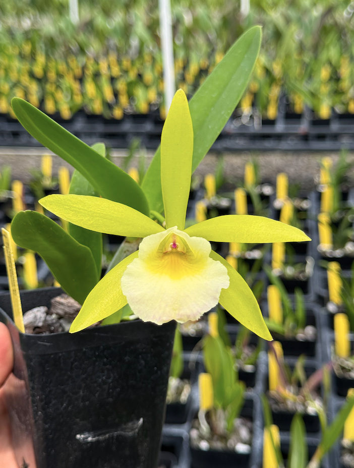 Pot. QF Sherbet Punch 4N (Bc. Hippodamia 4N x Epc. Lime Sherbet 4N