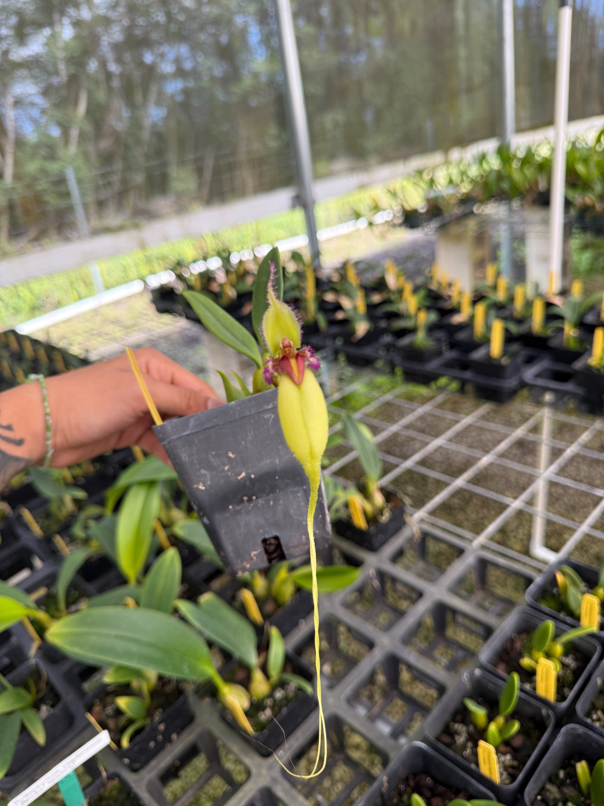 本日限定‼️ ［洋蘭原種］希少種　Bulb. claptonense aurea 洋蘭原種 Bulb claptonense aurea 開花株 【公式通販】