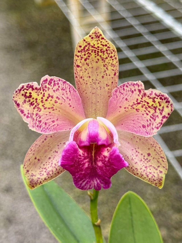 Cattleya Hybrids | Lee & Company Orchids