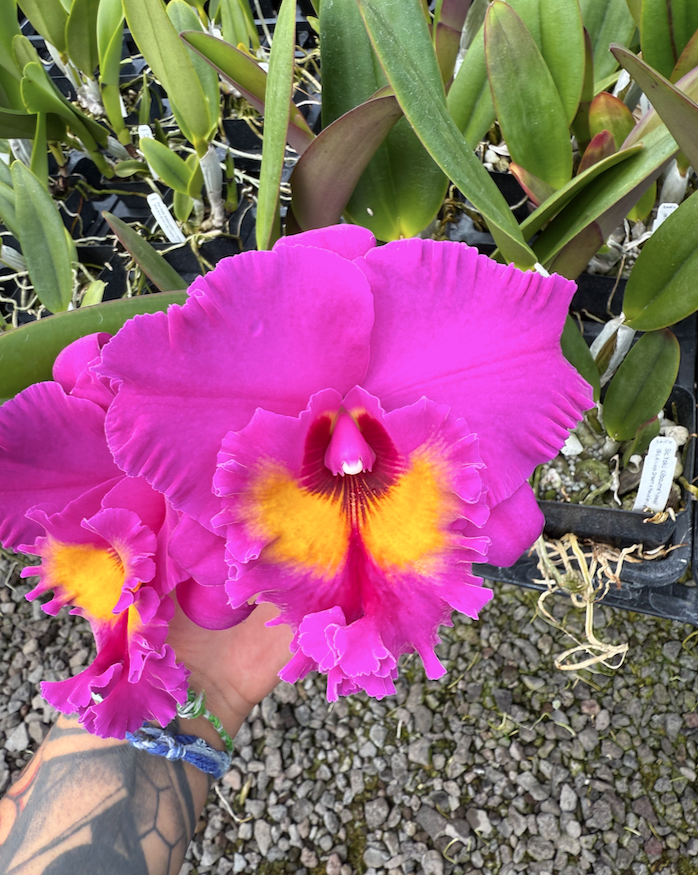 Blc. Yoko Kilbourne 'Hawaii' (Blc. Always Dream x Hawaiian