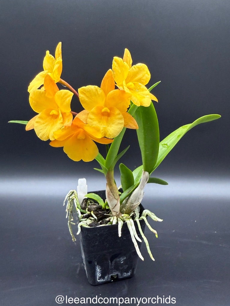 111 タケノコラン　Clowesia 'Queen Canon (OG) Cattleya Clones | Lee & Company Orchids