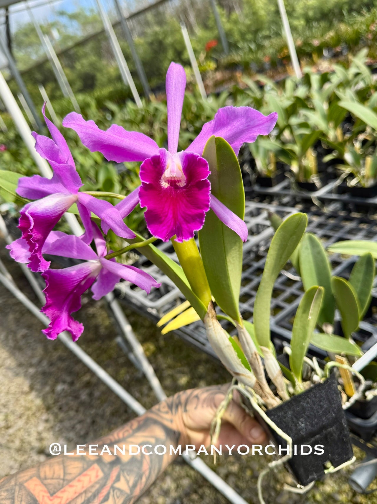 Cattleya Hybrids | Lee & Company Orchids
