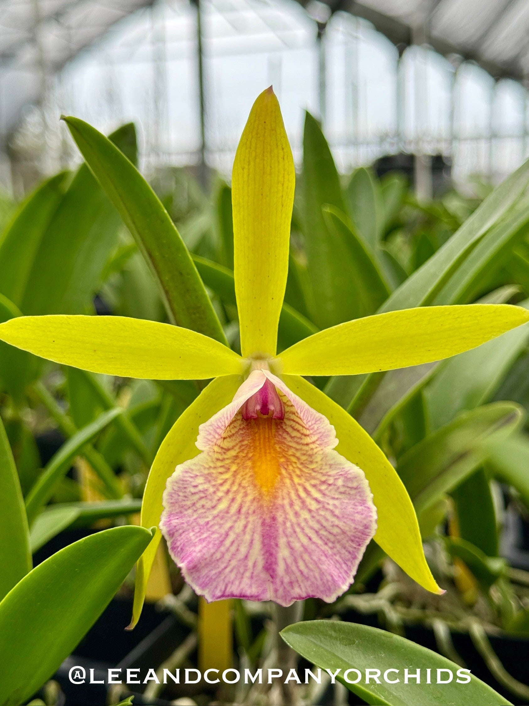 Pot. QF Sherbet Punch 4N (Bc. Hippodamia 4N x Epc. Lime Sherbet 4N