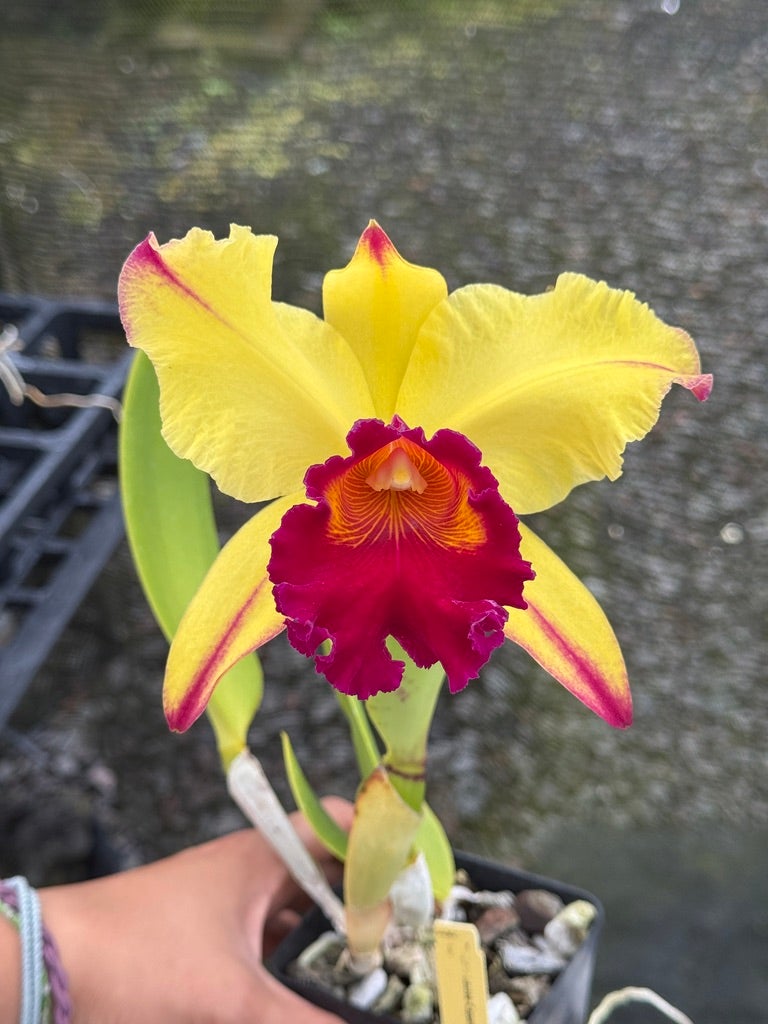 Blc. Dora Louise Capen 'Lea' AM/AOS (C. Moscombe x Blc. Toshie