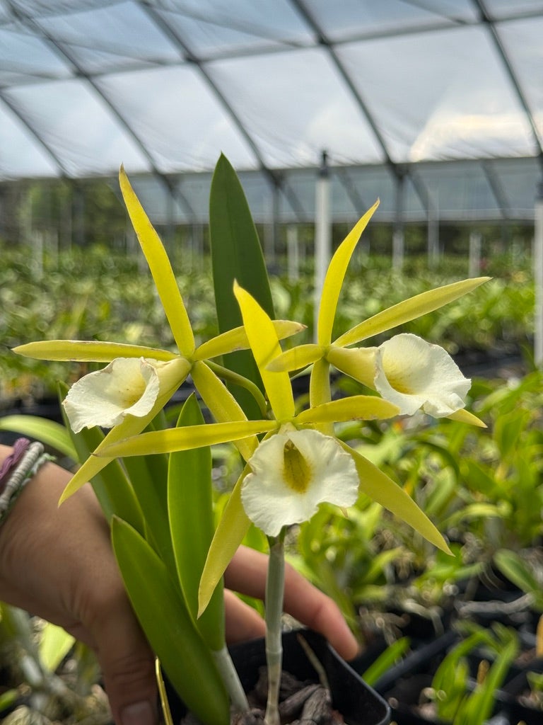 Procatavola Key Lime Stars (Lime Sherbet x B. nodosa) | Lee