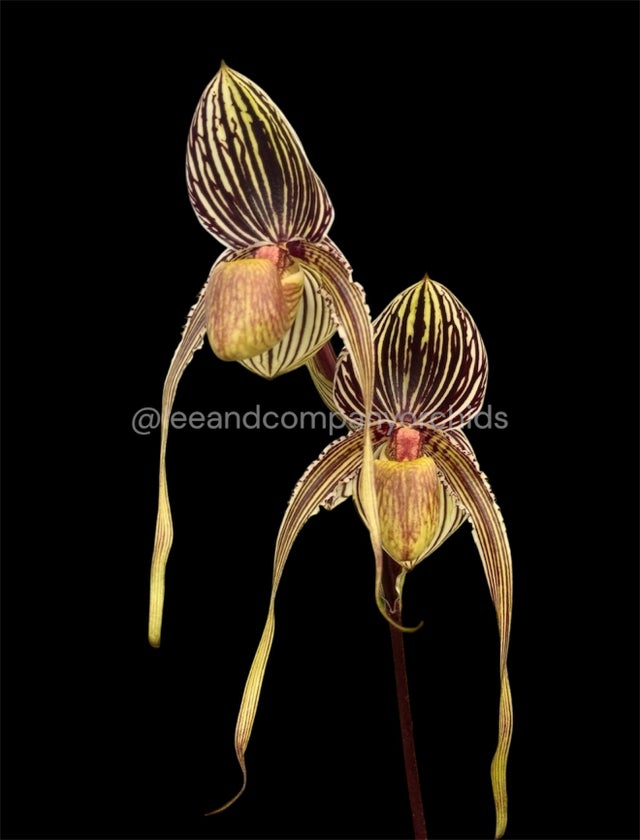 asperrima× ferdinandi-regisのハイブリッド（Z） Paphiopedilum Hybrids | Lee & Company Orchids