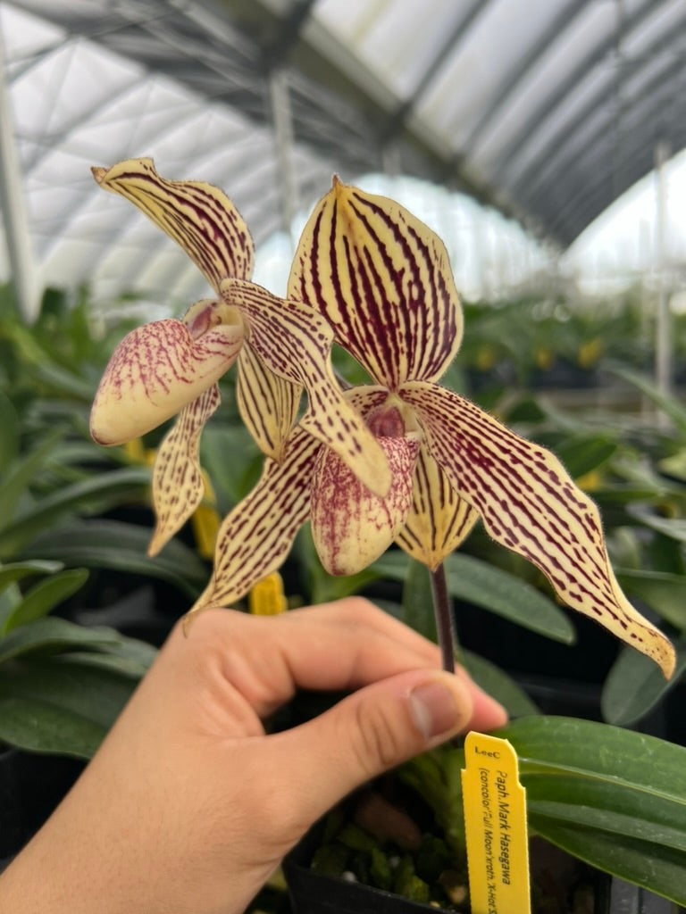 Paph. Mark Hasegawa (concolor 'Full Moon' x roth. 'X-Hot' SSM/JOGA ...