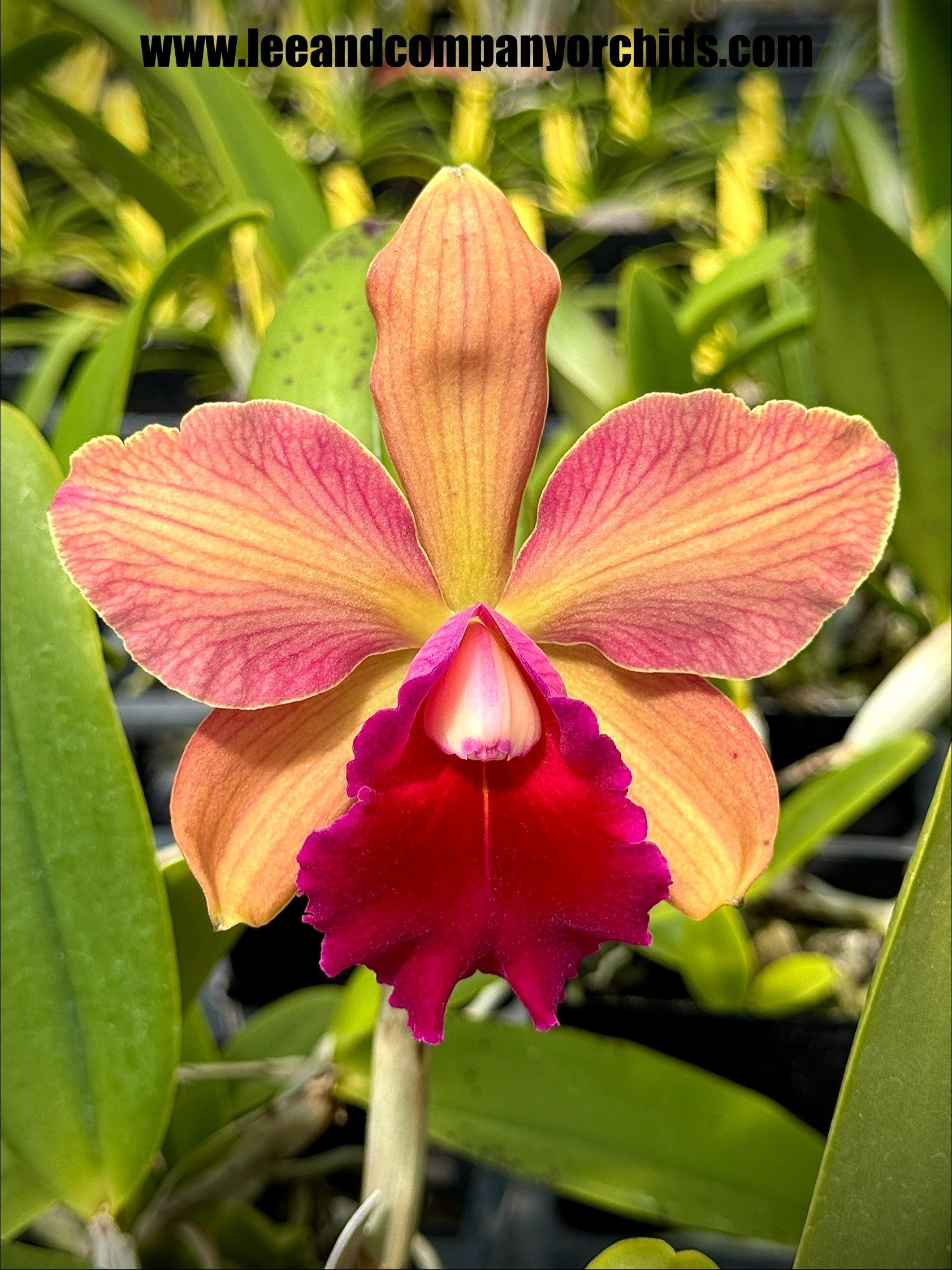 C. Small World 4N x Blc. Toshie Aoki 'Pizzaz' | Lee & Company Orchids