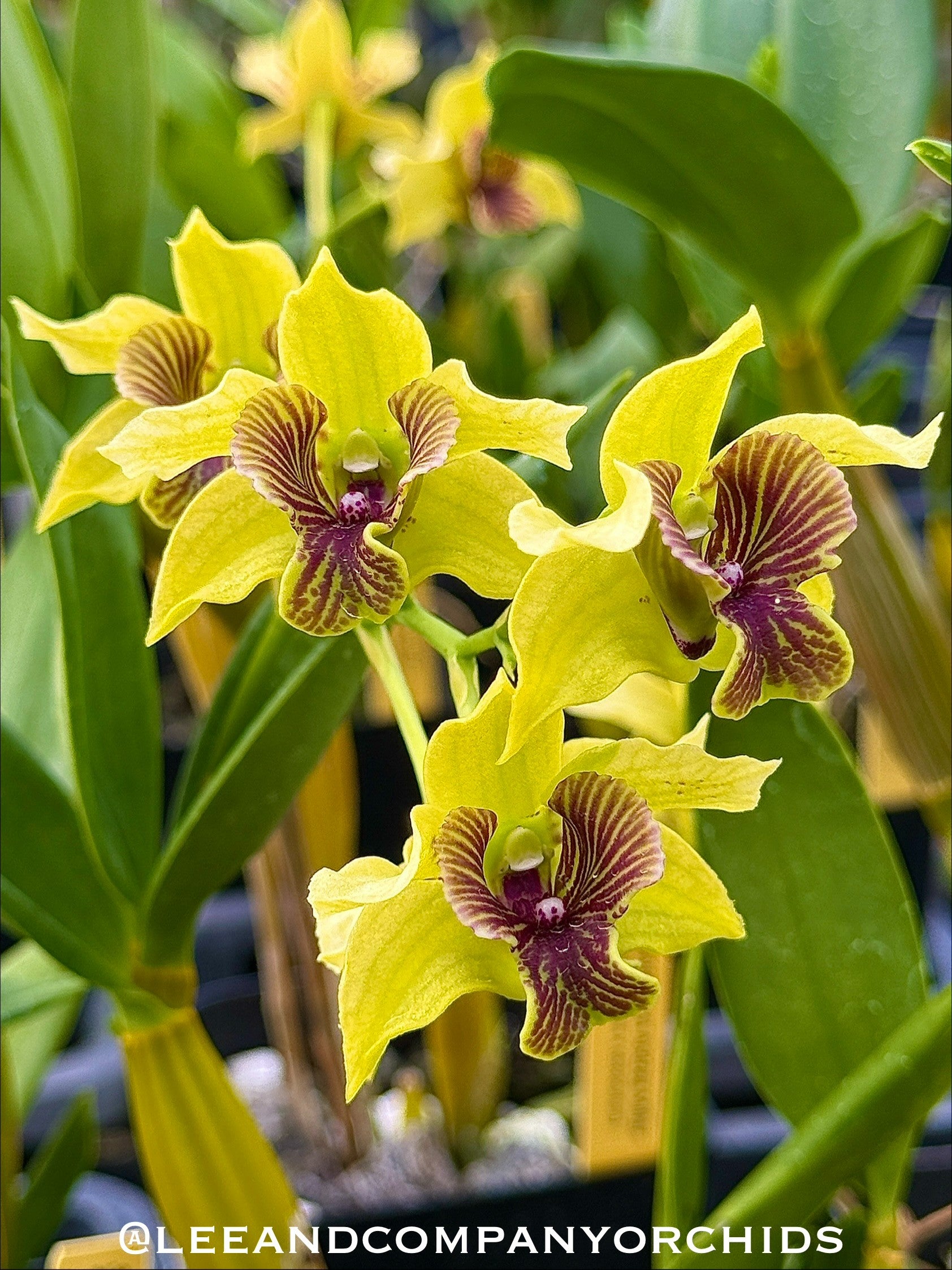 Den. Andree Millar (atroviolaceum x convolutum) | Lee & Company