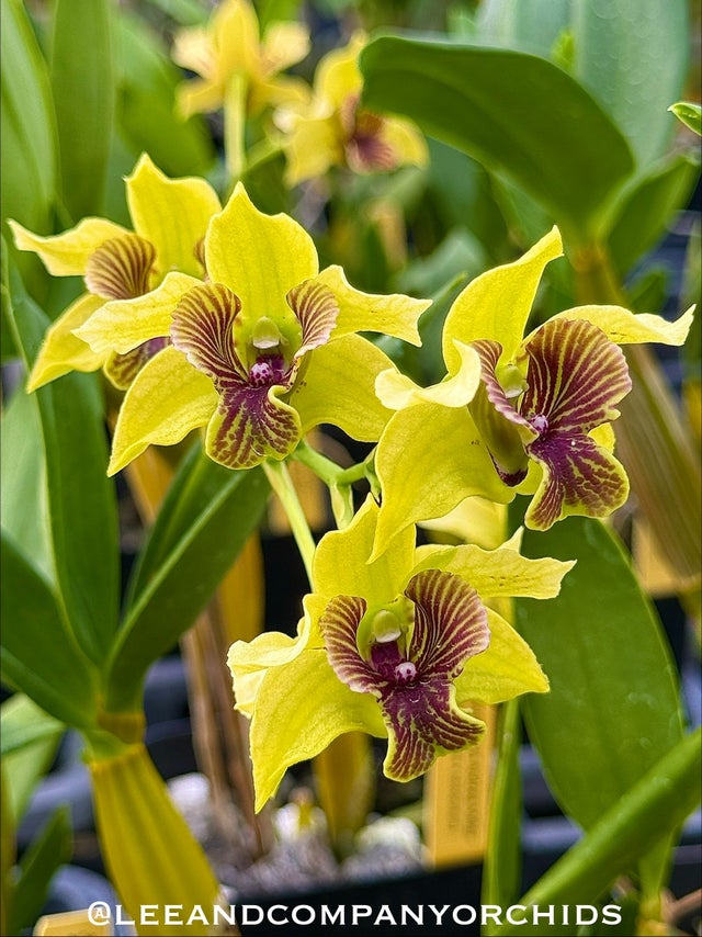 Dendrobium | Lee & Company Orchids