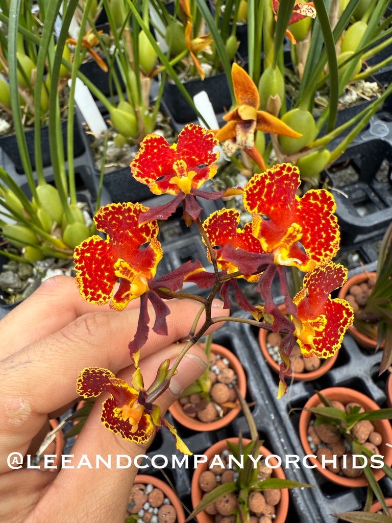 Tolumnia Flyer 'Brown/Yellow' | Lee & Company Orchids