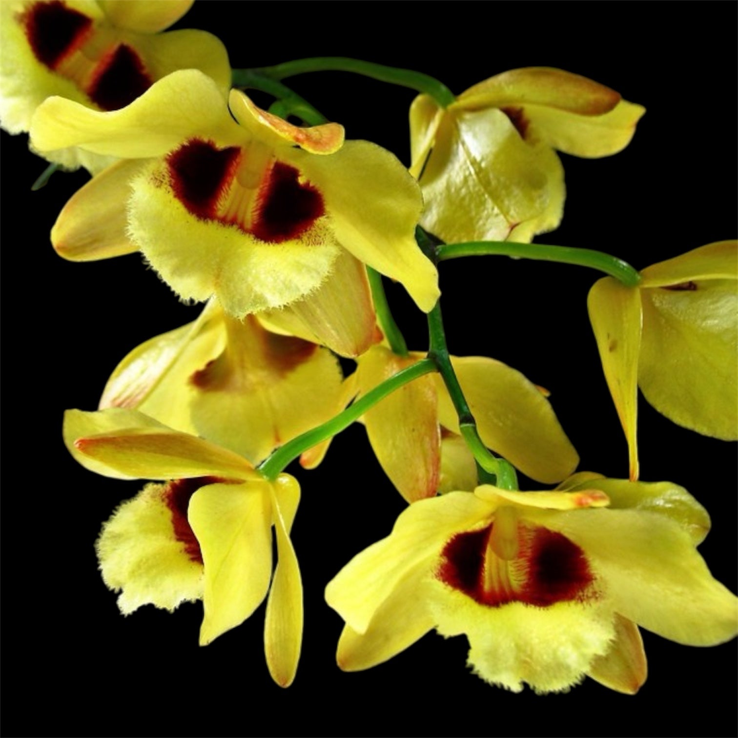 レア　Enchantress × Pseidon's Light mix sp Den. Gatton Sunray FCC/AOS (pulchellum x illustre) | Lee & Company