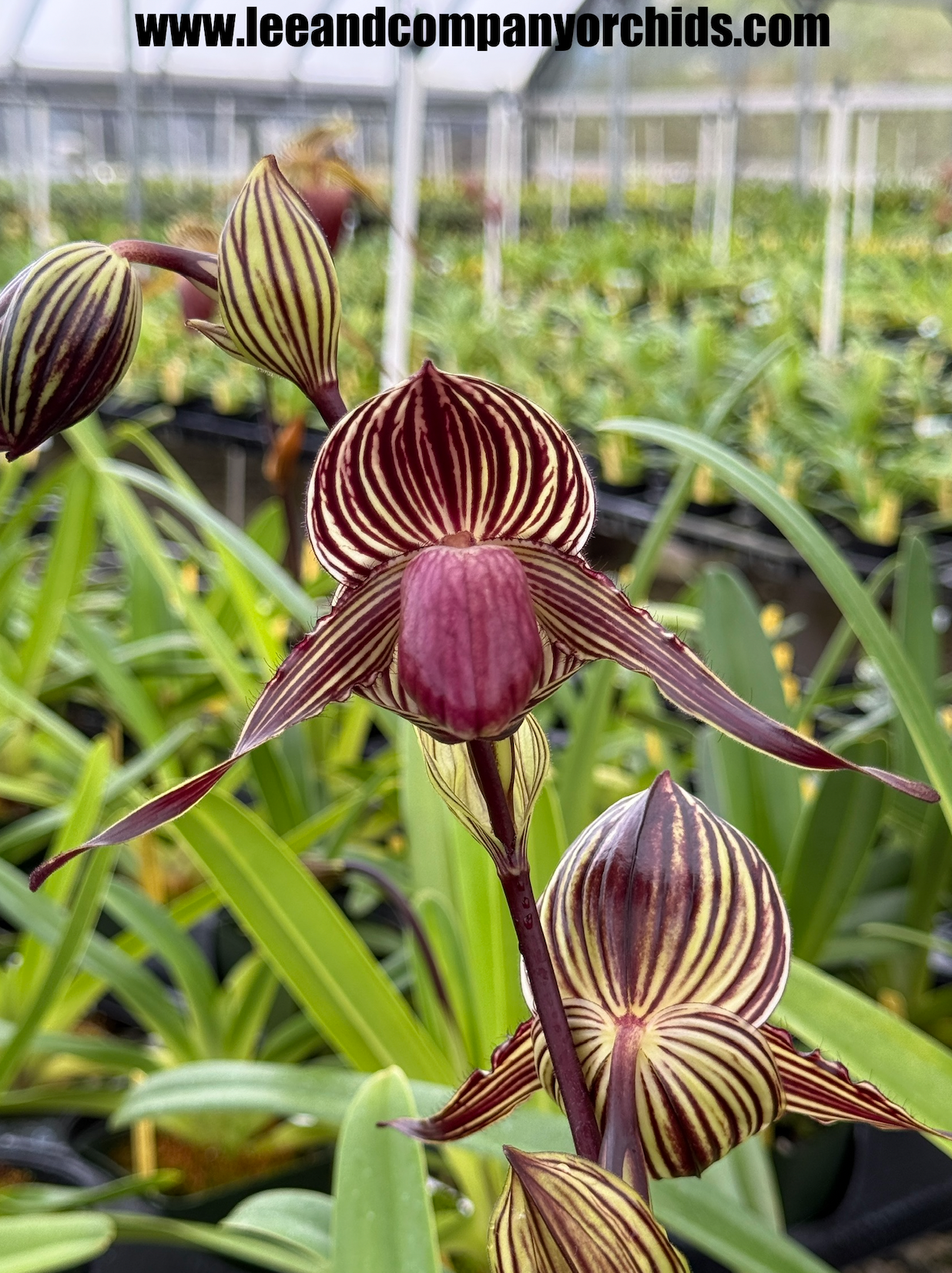Paphiopedilum Hybrids | Lee & Company Orchids