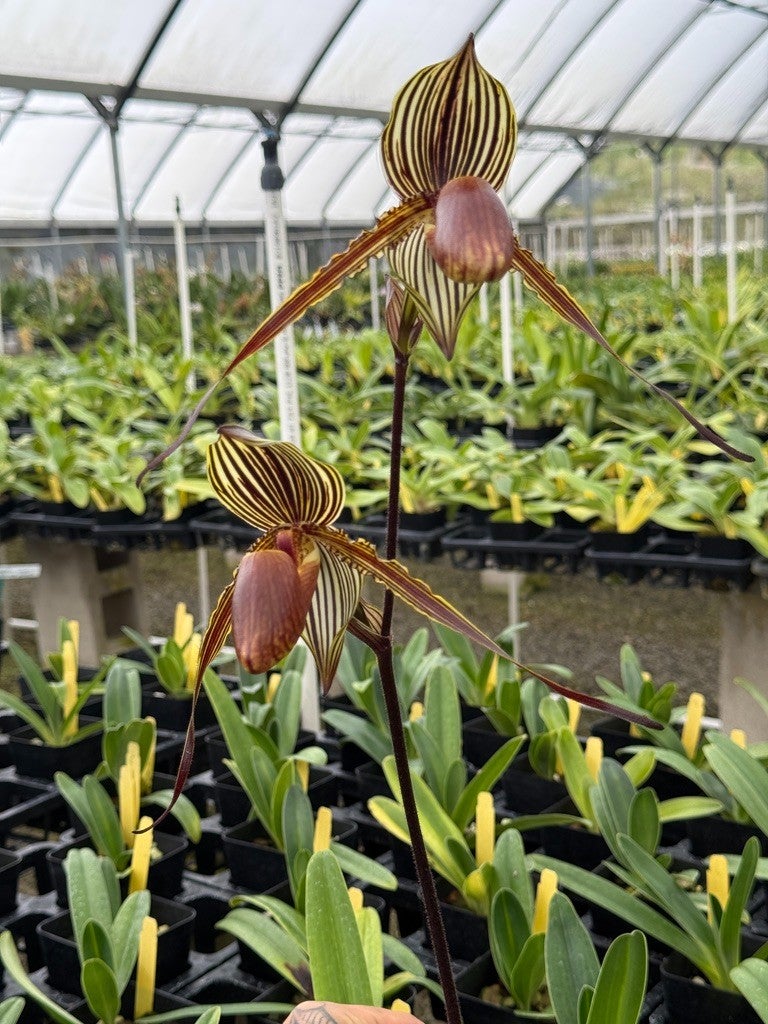Paph. William Ambler (roth. 'Mt. Millais' FCC/AOS x wilhelminiae ...