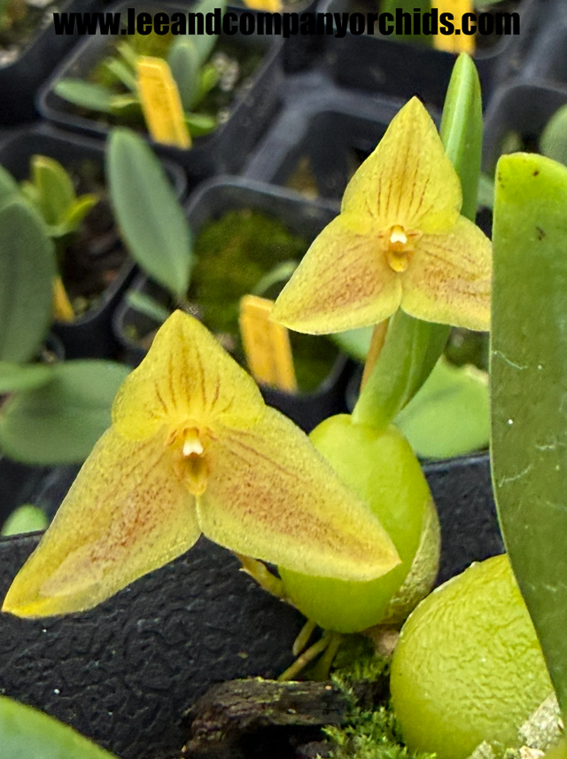 Bulbophyllum | Lee & Company Orchids