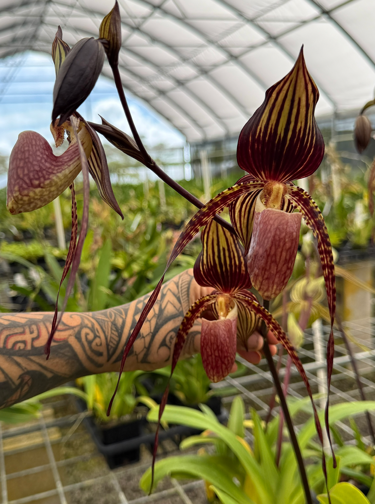 Paphiopedilum Hybrids | Lee & Company Orchids