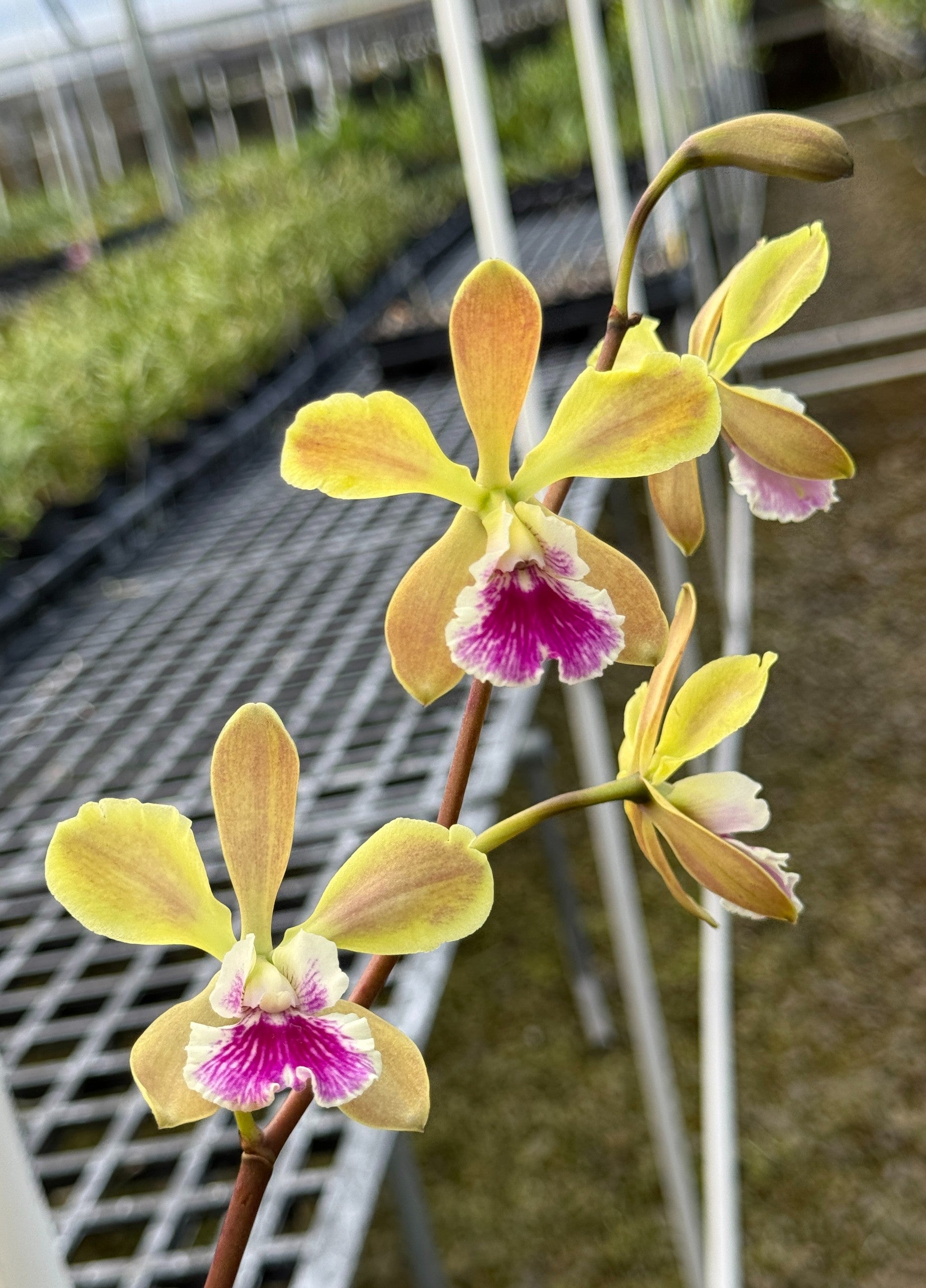 リッドキララ Procatavola Key Lime Stars (Lime Sherbet x B. nodosa) | Lee