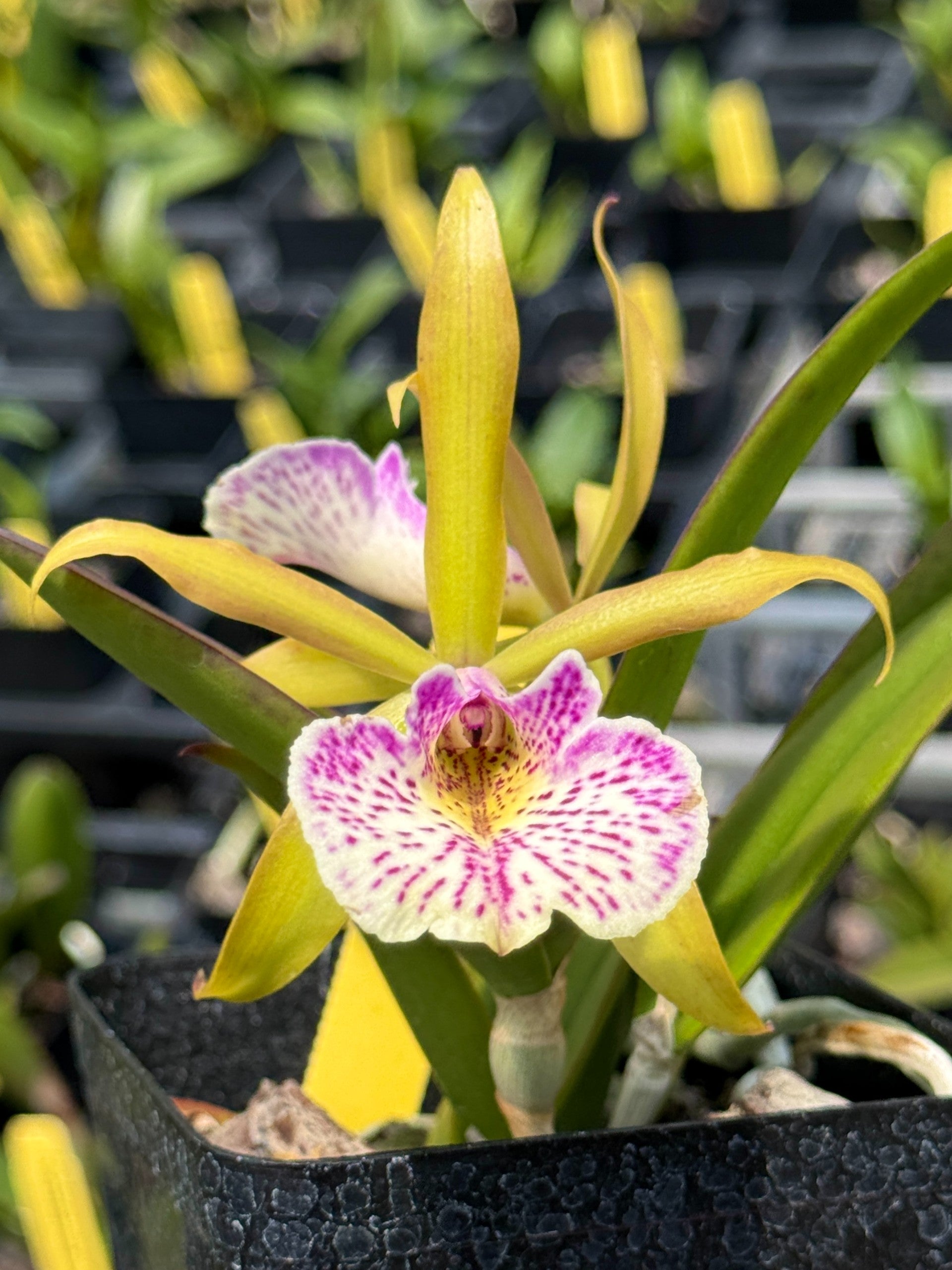 C. schilleriana coerulea 'Dark Blue' x B. nodosa 'Super Thrive
