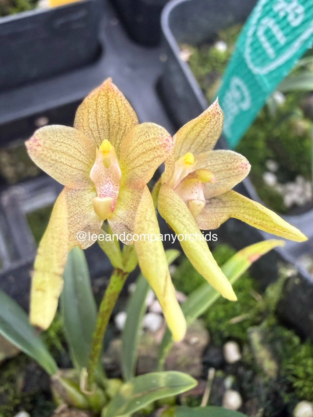 Bulbophyllum | Lee & Company Orchids