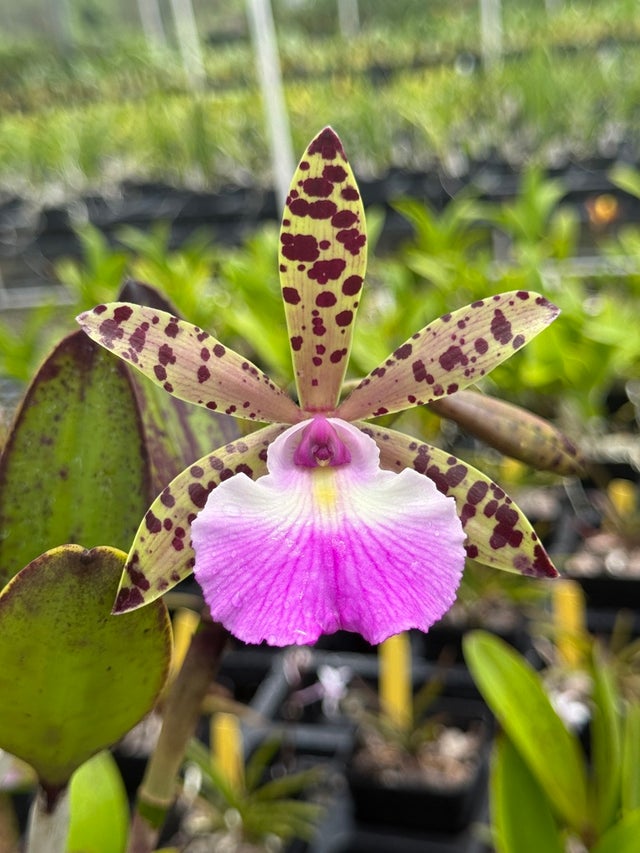 Cattleya Hybrids | Lee & Company Orchids