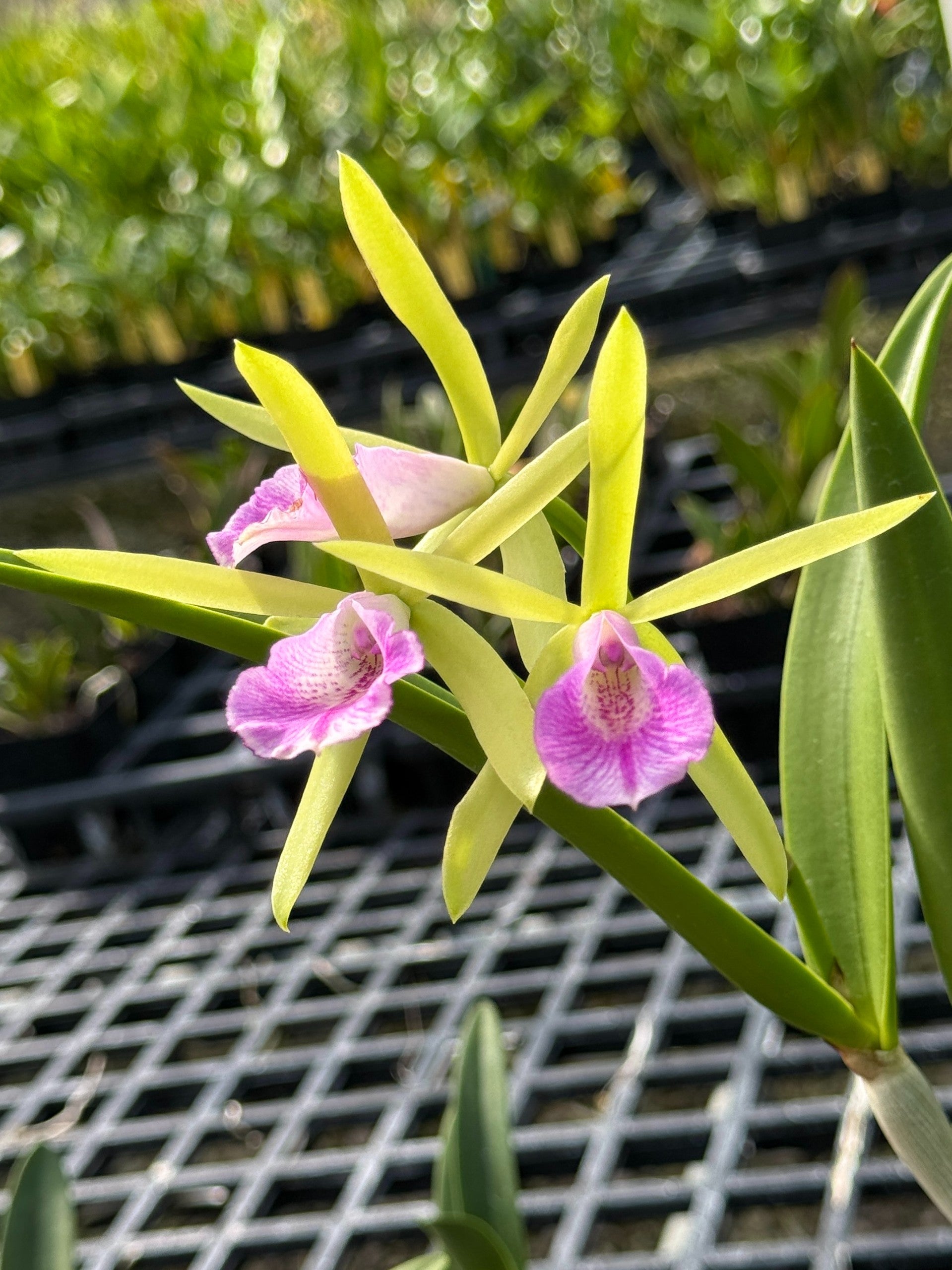 Bc. Carnival Kids 'Green Gem' x Pcv. Key Lime Stars 'Mist' | Lee