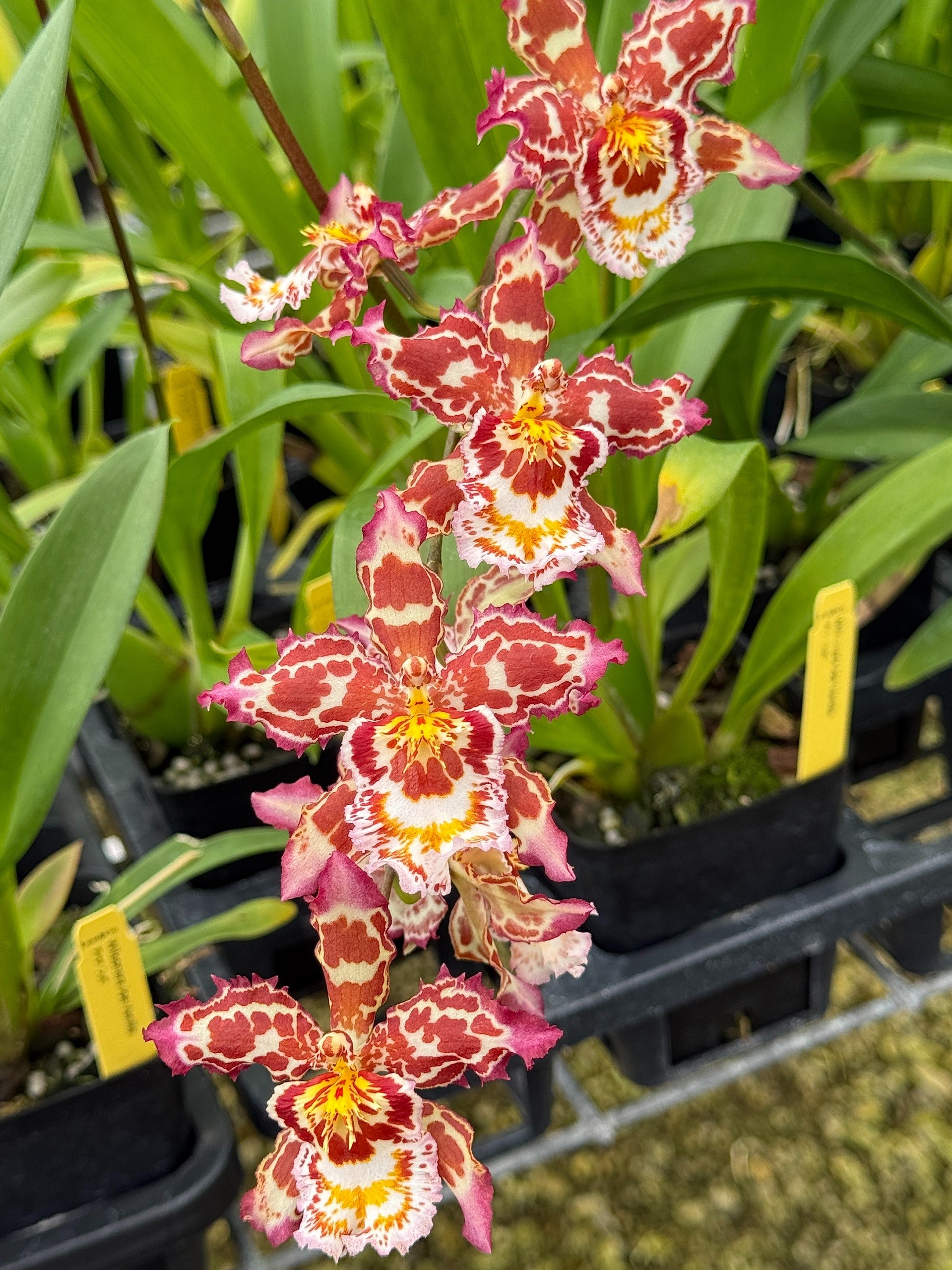 Wilsonara Joe Vanilla 'First Out' | Lee & Company Orchids