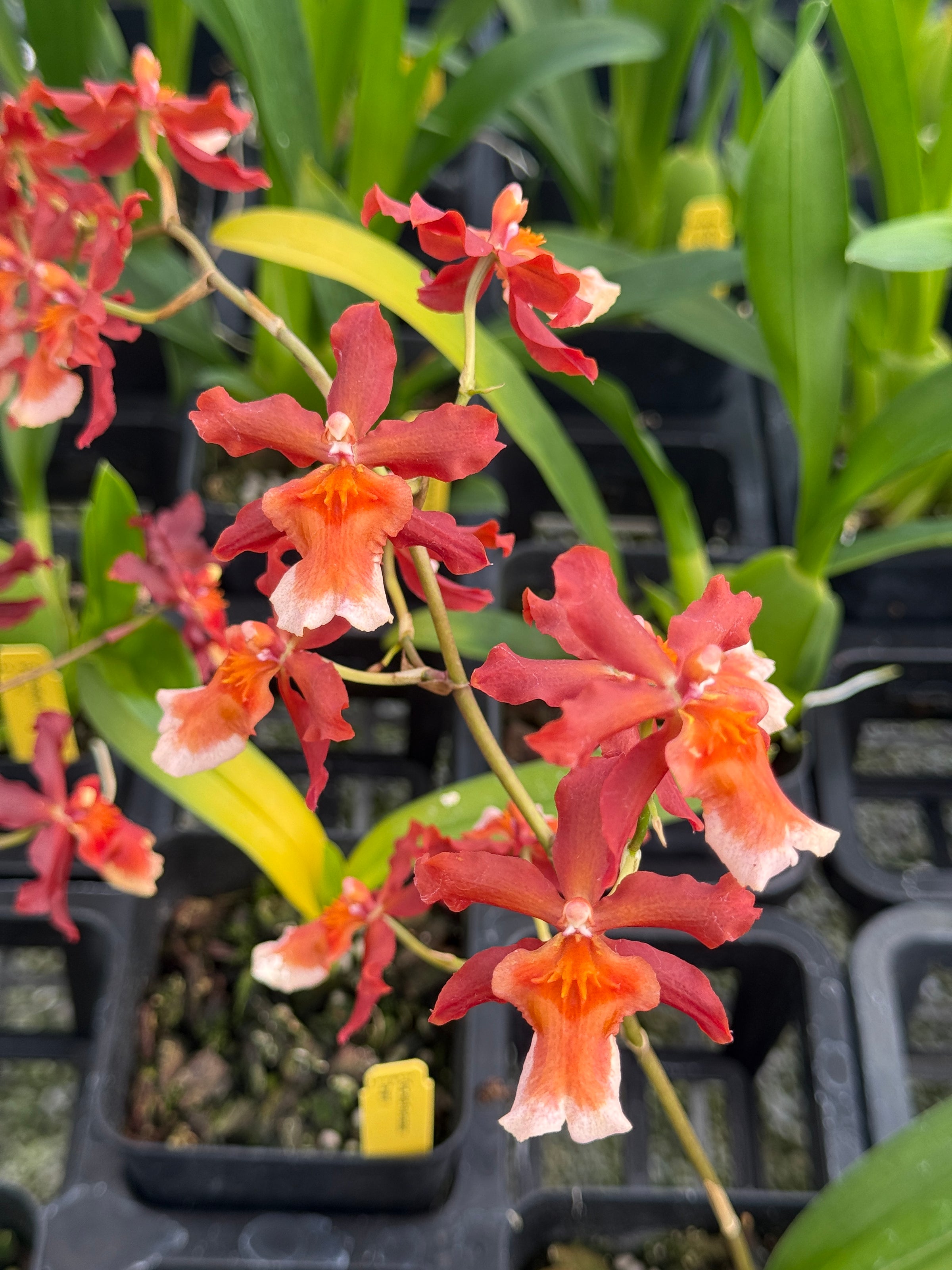 Ons. Hilo Firecracker 'Sangria' (Ons. Catatante × Ons. Aloha