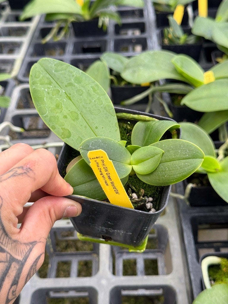 Phal. GW Green World 'GW' x Zheng Min Hazel | Lee & Company Orchids