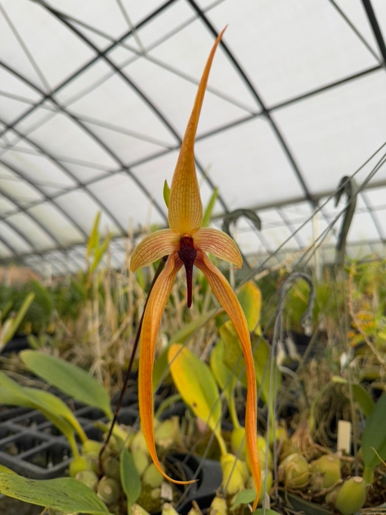 Bulbophyllum | Lee & Company Orchids