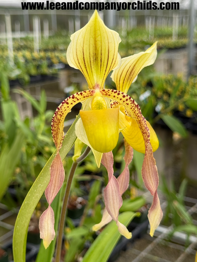 Paphiopedilum Hybrids | Lee & Company Orchids