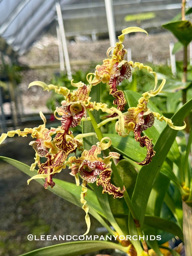 Dendrobium | Lee & Company Orchids