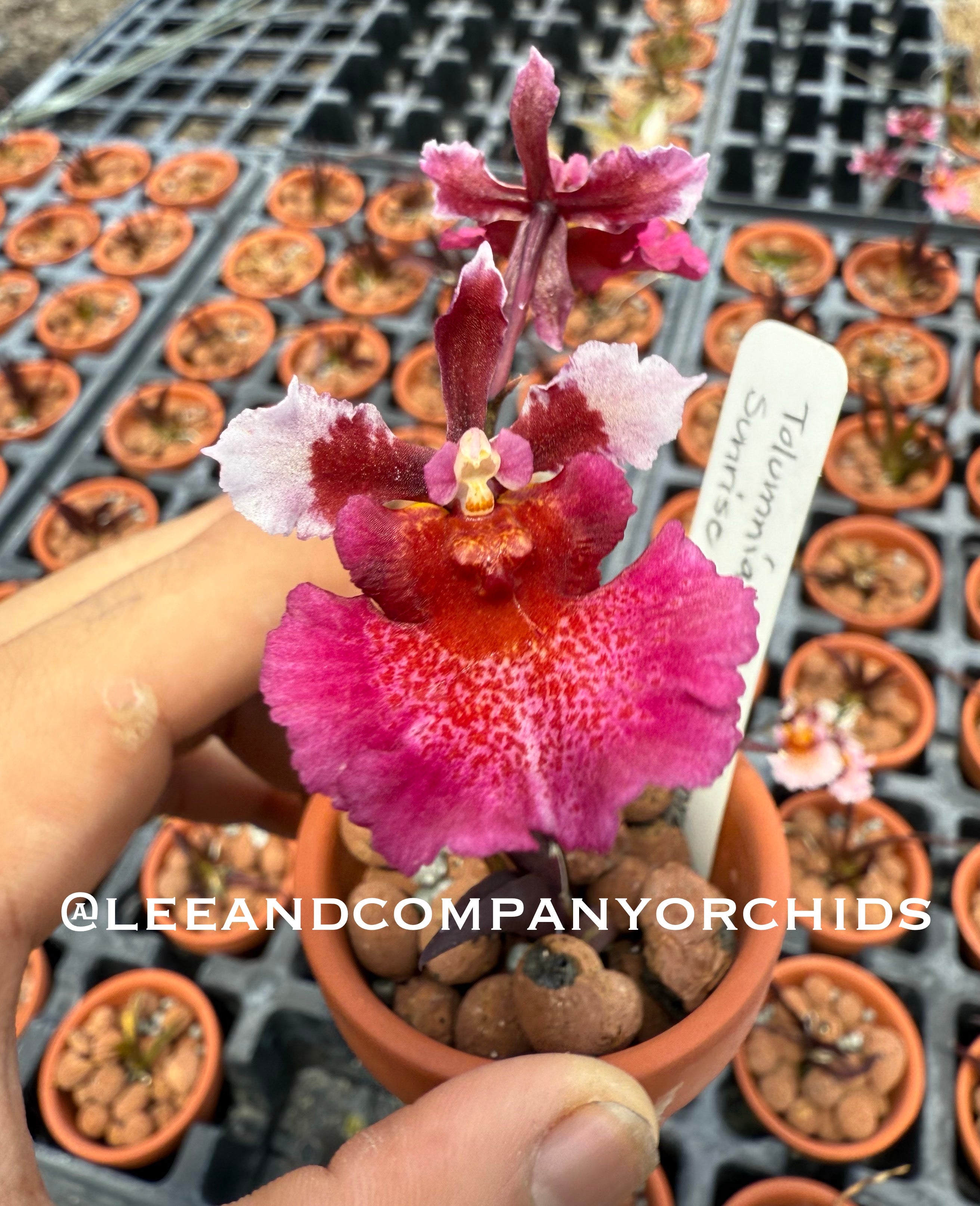 Tolumnia Golden Sunray 'Sunrise Pink' | Lee & Company Orchids