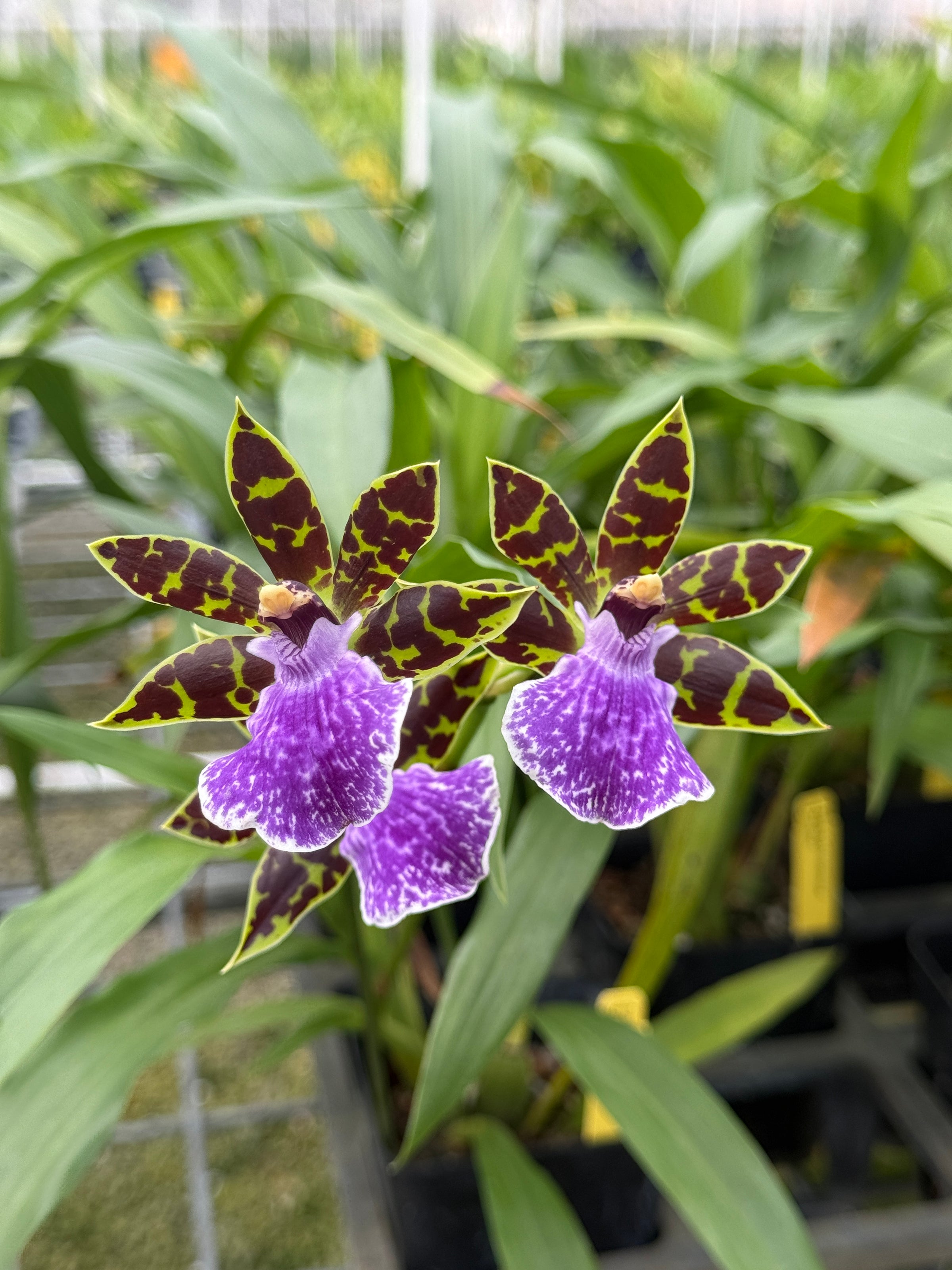 メリトクラシー Zygo. Syd Monkhouse 'Timeless' | Lee & Company Orchids
