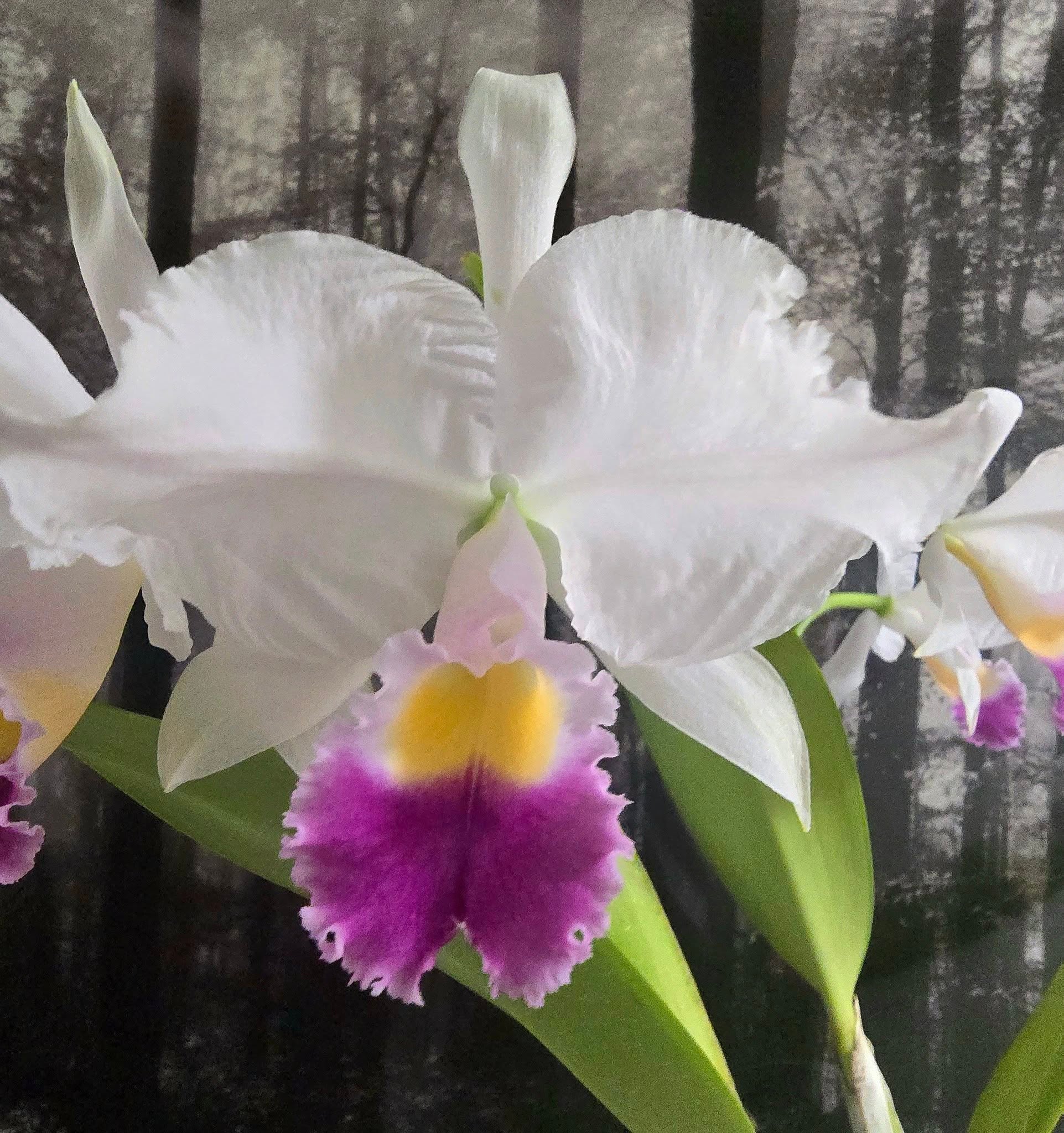 C. trianaei fma. coerulea ('H&R' x 'Marcia Nahas') | Lee & Company