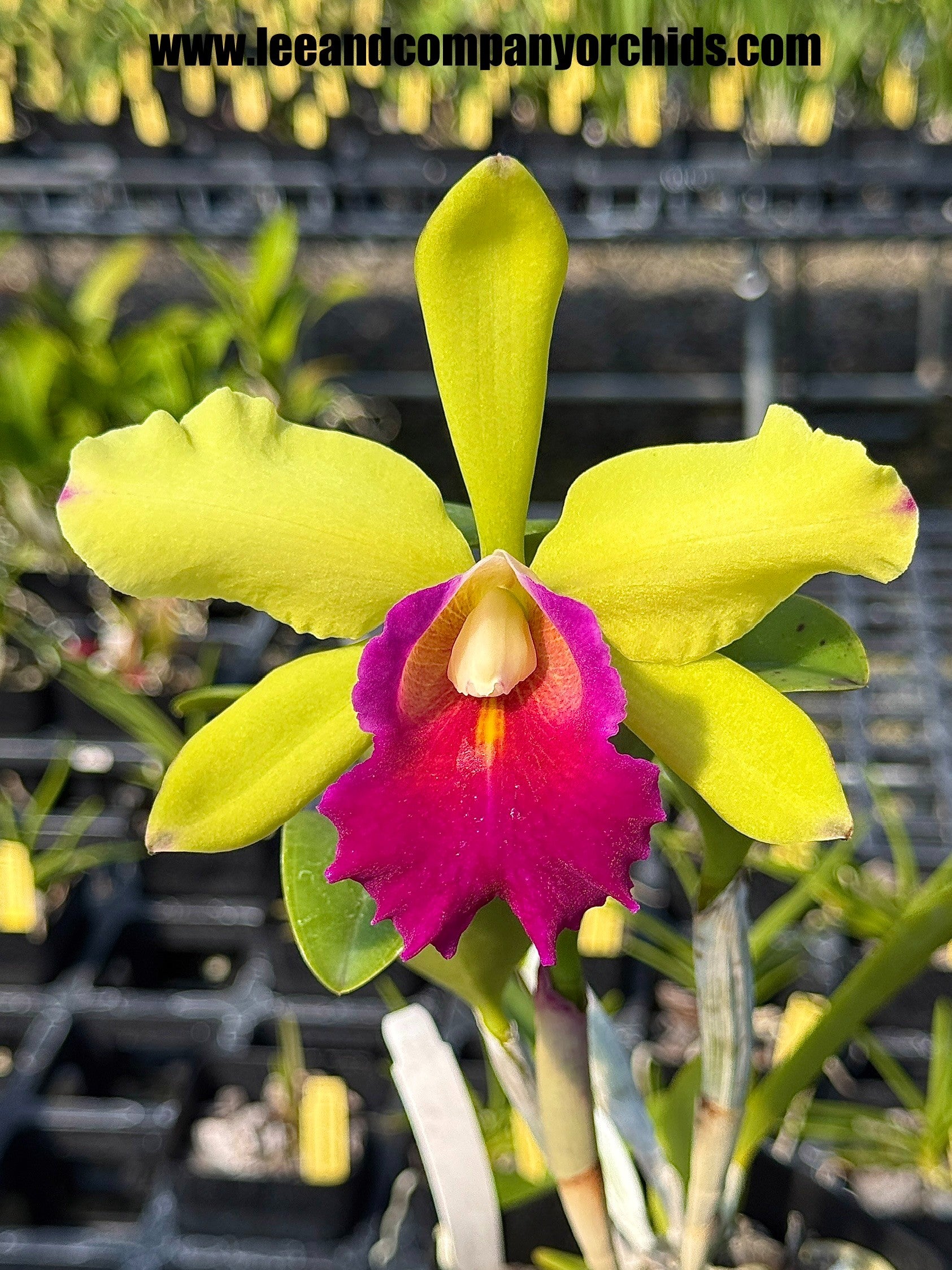 C. Small World 4N x Blc. Toshie Aoki 'Pizzaz' | Lee & Company Orchids