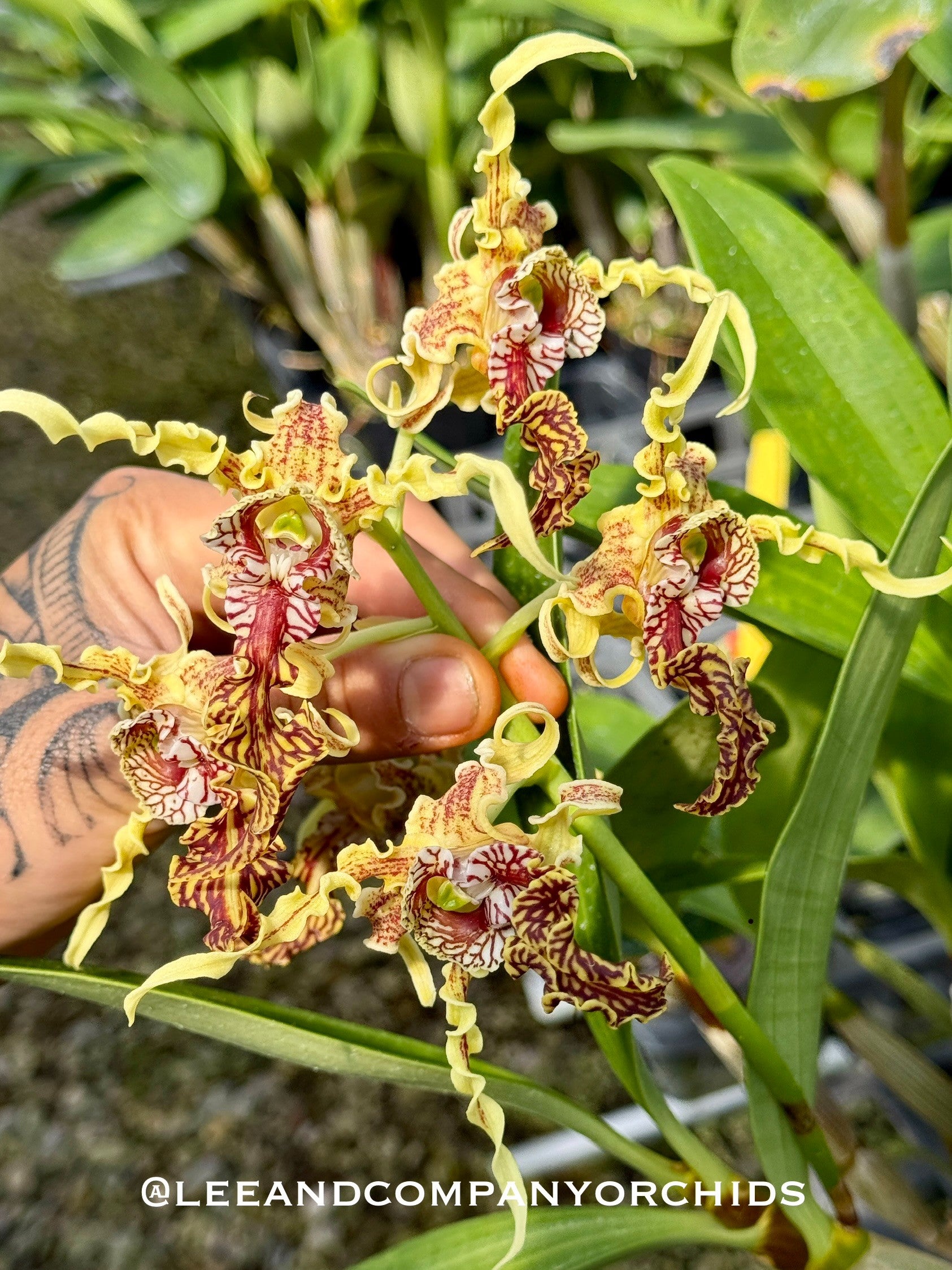 その他 Dendrobium2 Dendrobium spectabile (New Guinea species) | Lee & Company Orchids