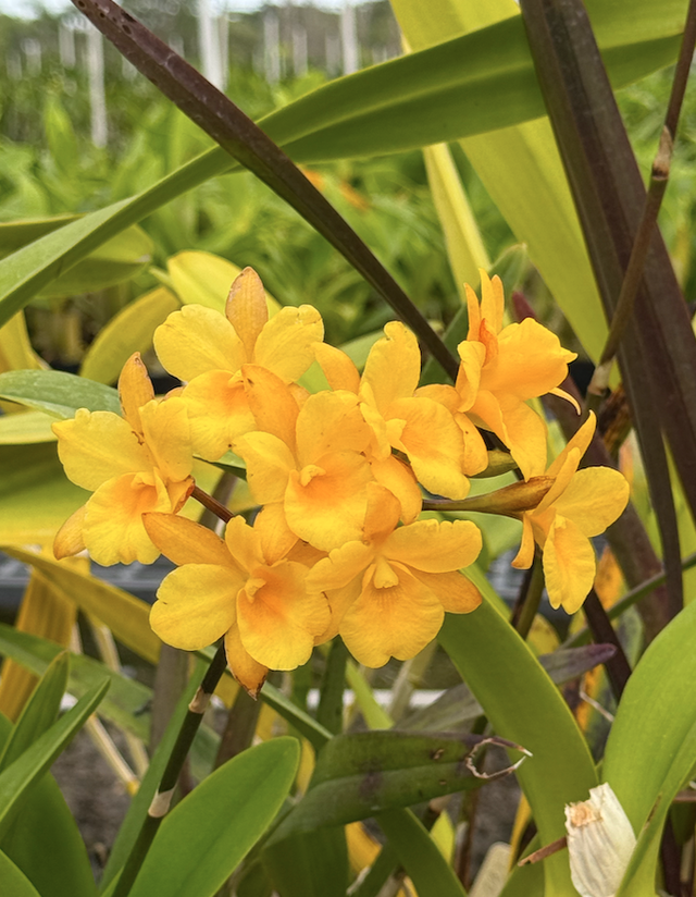 Cattleya Clones | Lee & Company Orchids