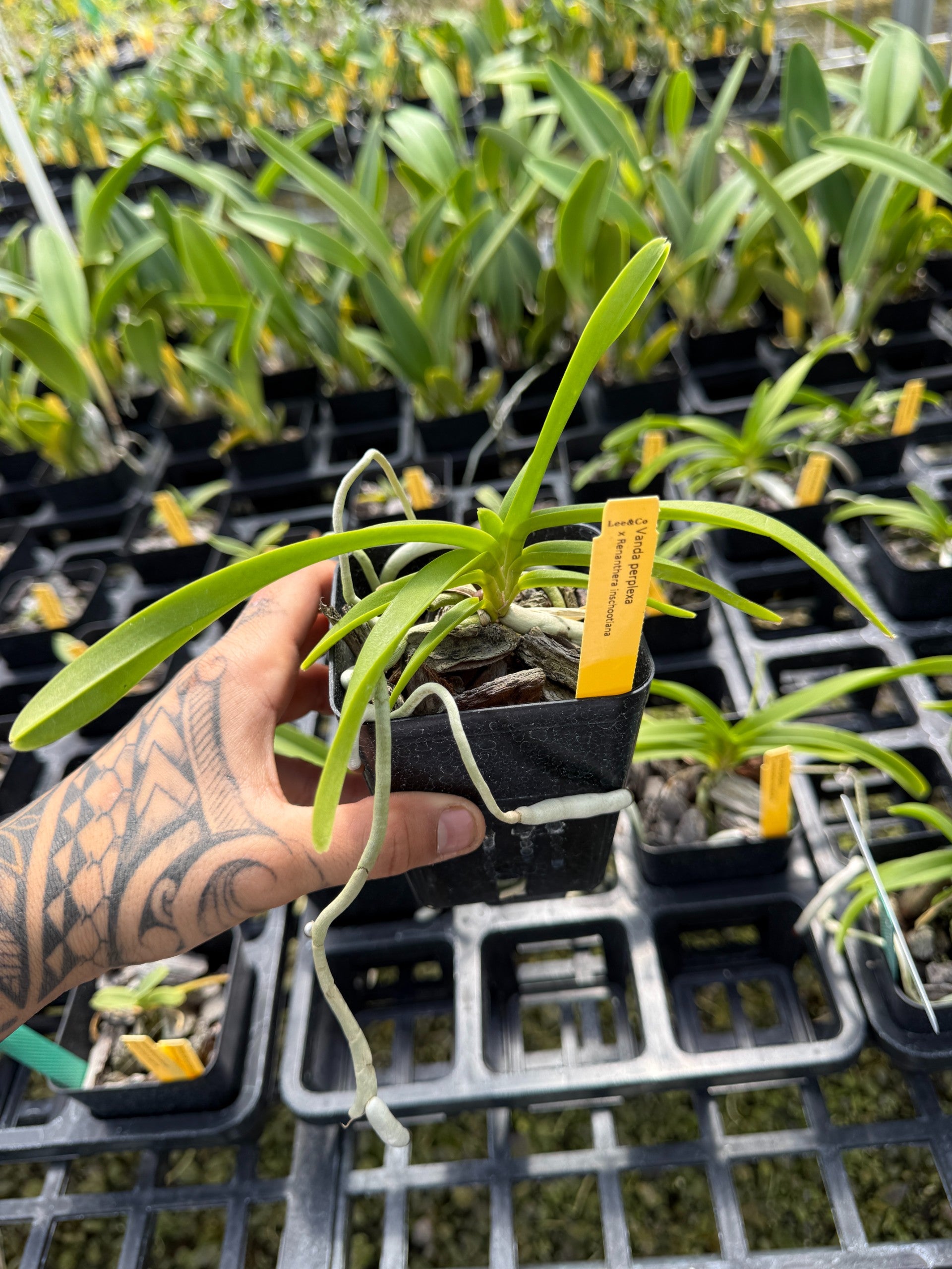 Vanda perplexa x Renanthera inschootiana | Lee & Company Orchids