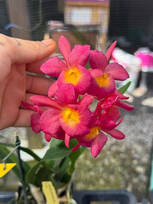 Cattleya Clones | Lee & Company Orchids