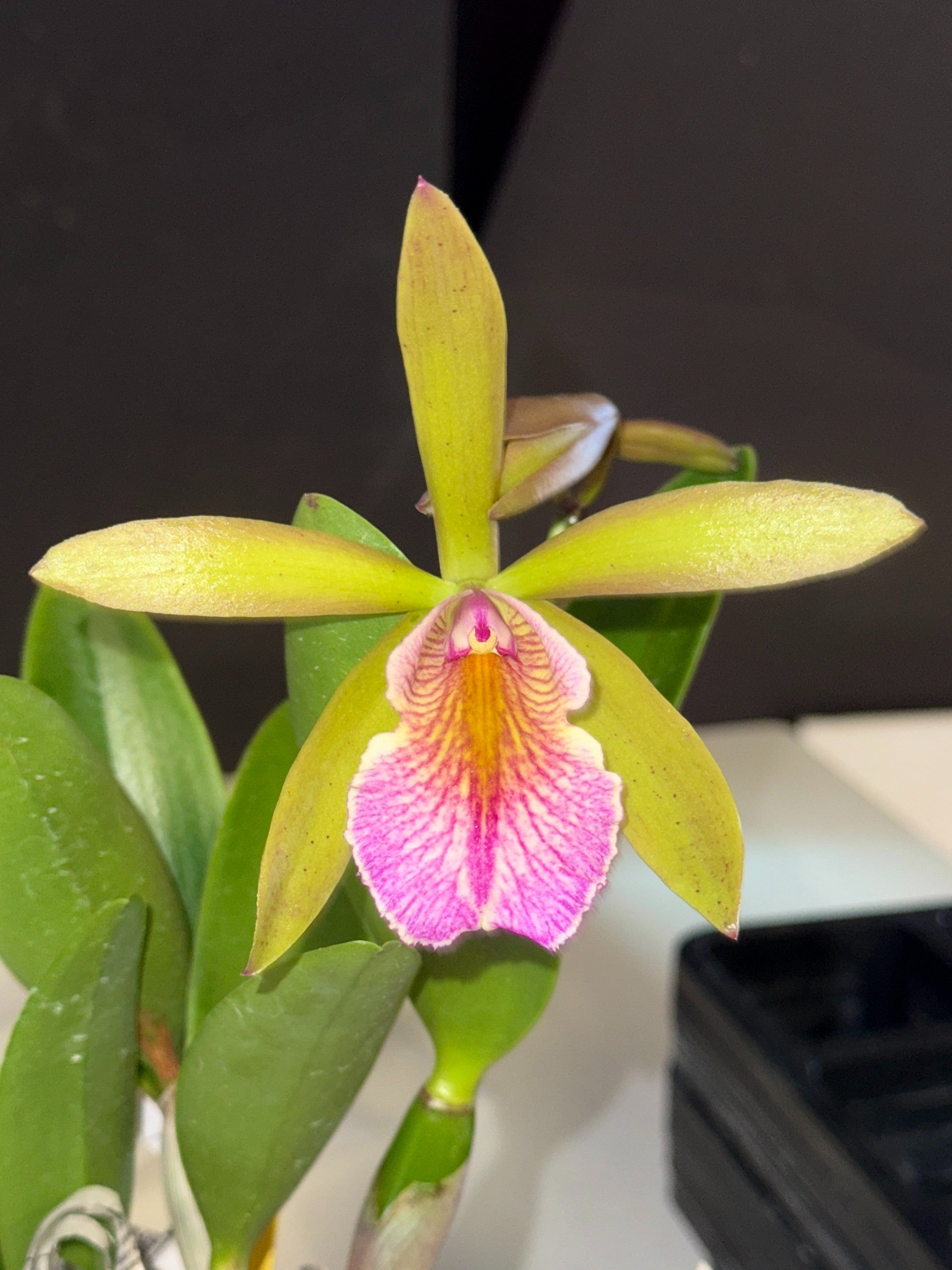 Pot. QF Sherbet Punch 4N (Bc. Hippodamia 4N x Epc. Lime Sherbet 4N