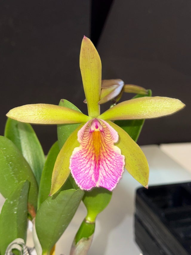 Cattleya Hybrids | Lee & Company Orchids