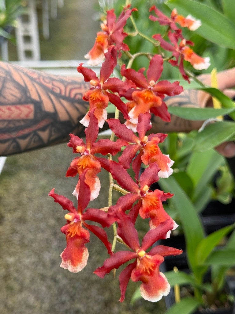 Ons. Hilo Firecracker 'Sangria' (Ons. Catatante × Ons. Aloha