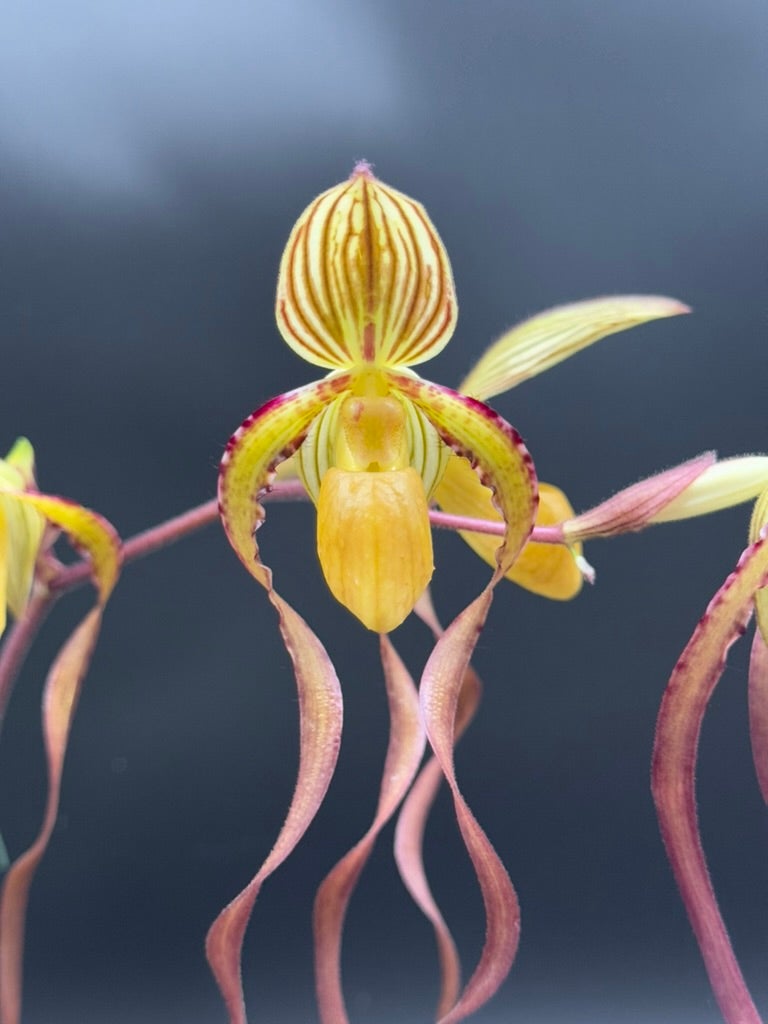 Paph. Michael Koopowitz (sanderianum 'OZ' x philippinense 'Taiwan
