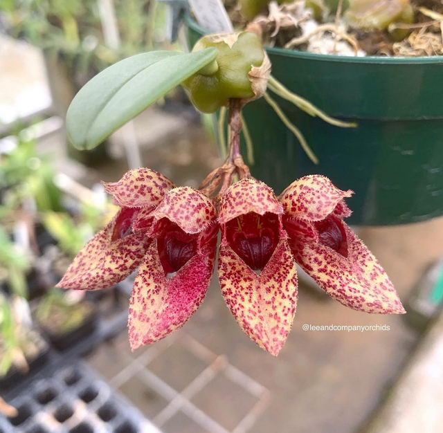 Bulbophyllum | Lee & Company Orchids