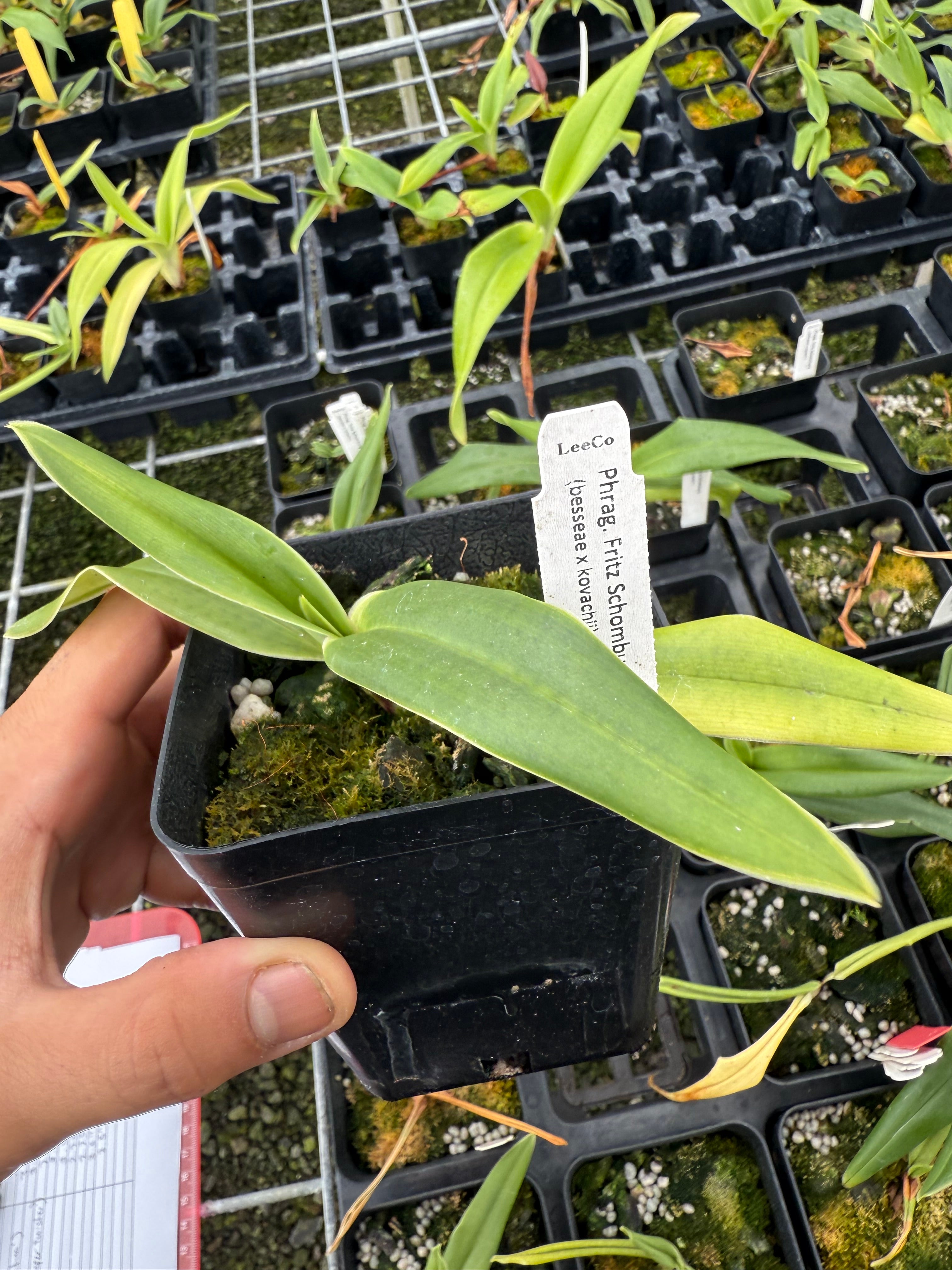 Phrag. Fritz Schomburg (besseae x kovachii) | Lee & Company Orchids