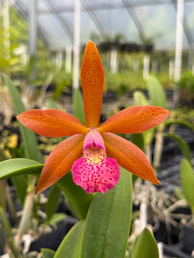 プルメリア　Golb Coast Cotton Candy Gold Coast Cotton Candy Plumeria