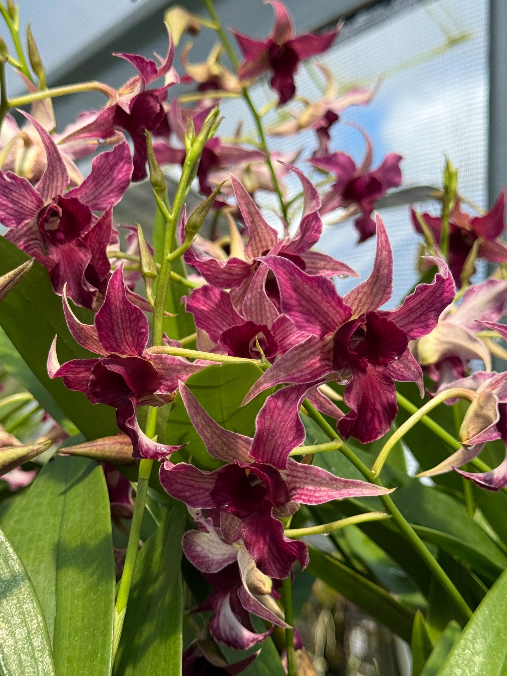 Den. Hawaii Spectacular (Big Alex x spectabile) | Lee & Company