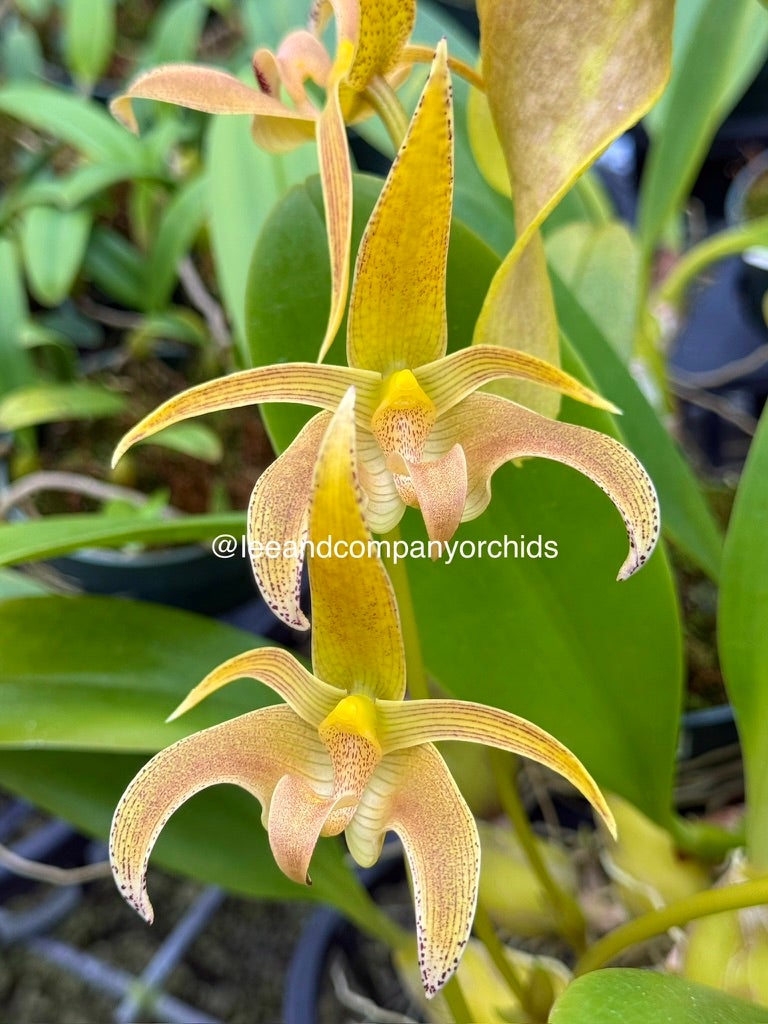Bulbophyllum | Lee & Company Orchids